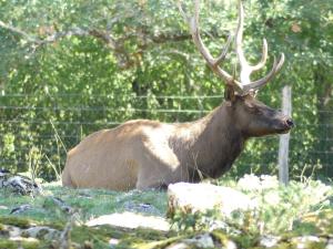Wapiti