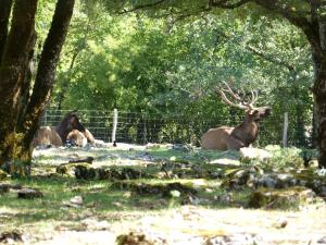 Wapiti