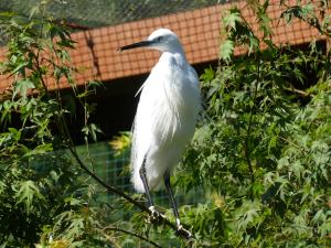 Aigrette garzette