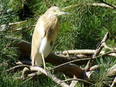 Crabier chevelu - 2020