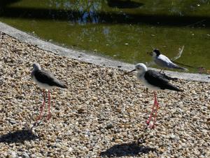 Echasse blanche