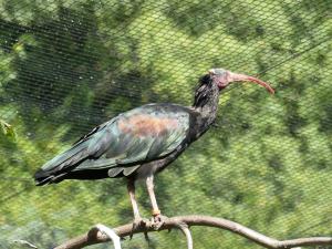 Ibis chauve