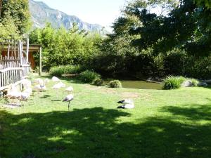 Flamant rose