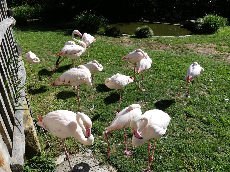 Flamant rose