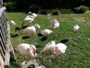 Flamant rose