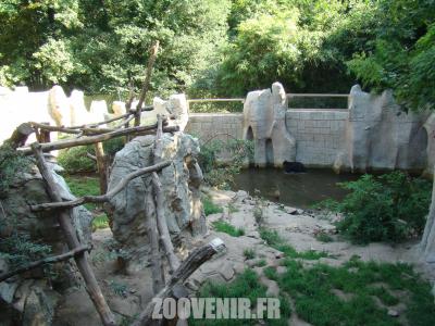 Ours à lunettes - 2011