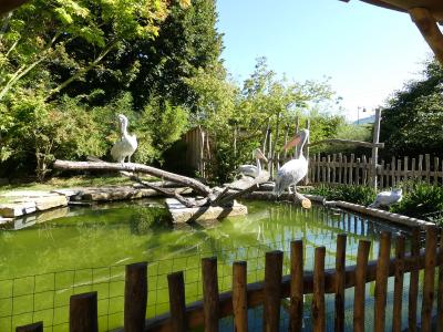 Pélican frisé - 2020