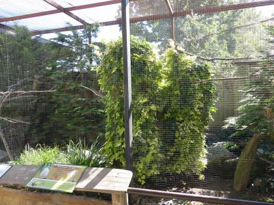 Étourneau de Rothschild - 2020