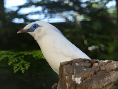 Étourneau de Rothschild - 2020