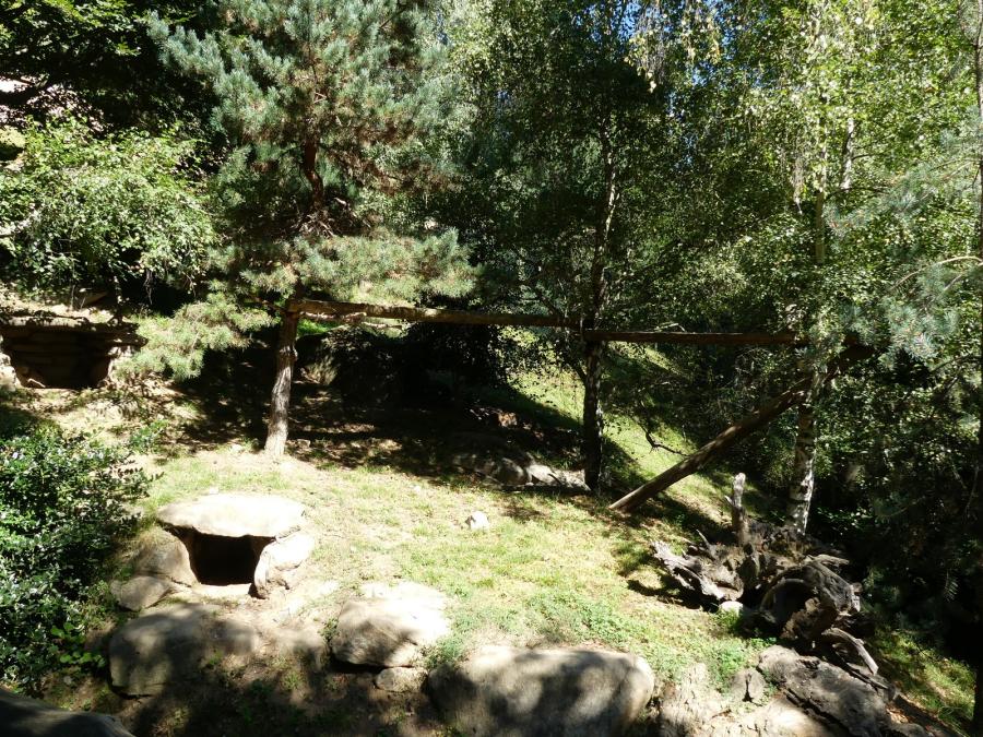 Marmotte