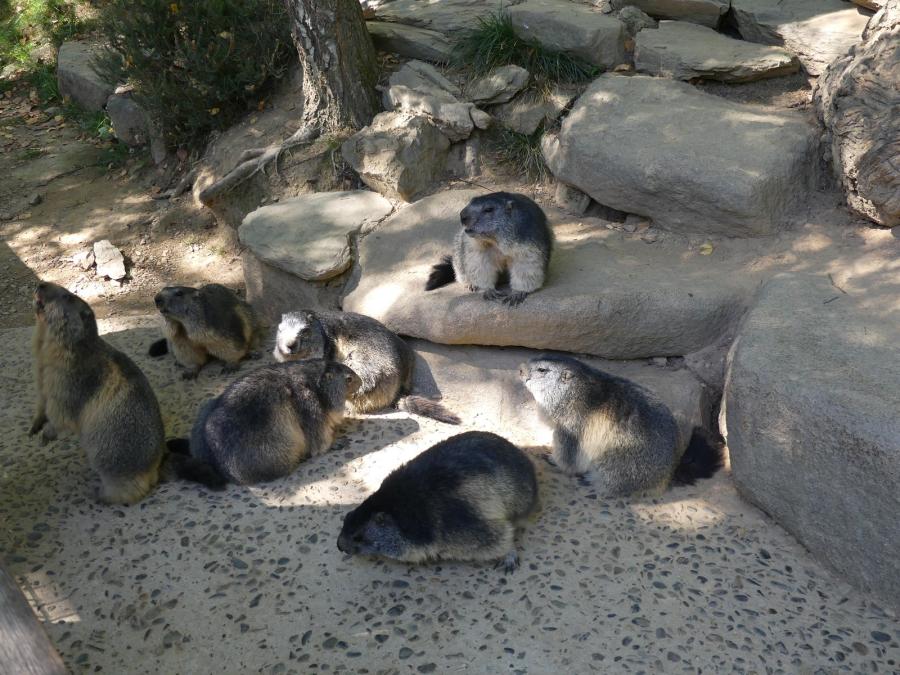 Marmotte