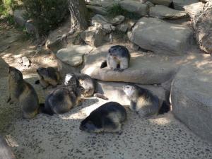 Marmotte
