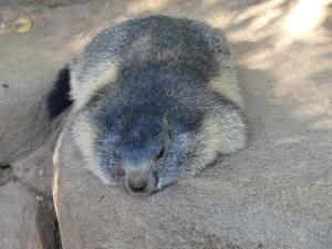 Marmotte