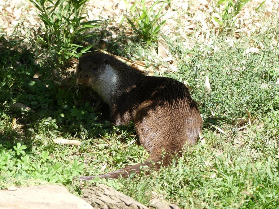 Loutre d'Europe
