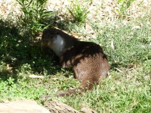 Loutre d'Europe