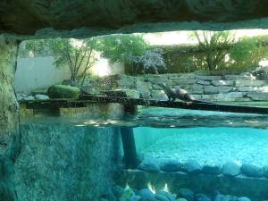 Loutre d'Europe