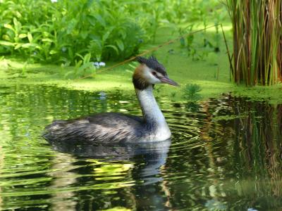 Grèbe huppé - 2020