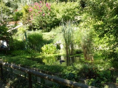 Grèbe huppé - 2020