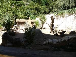 Suricate