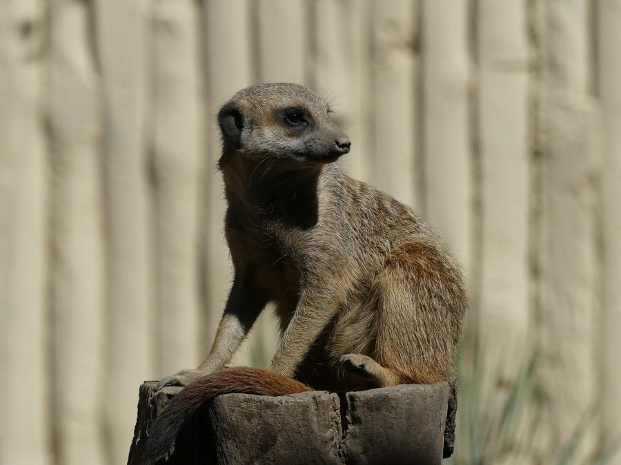 Suricate
