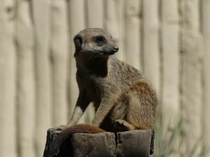 Suricate