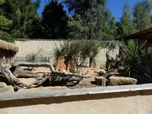 Suricate