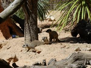 Suricate