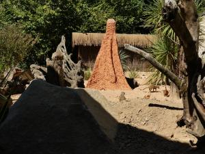 Suricate
