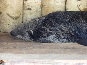 Binturong