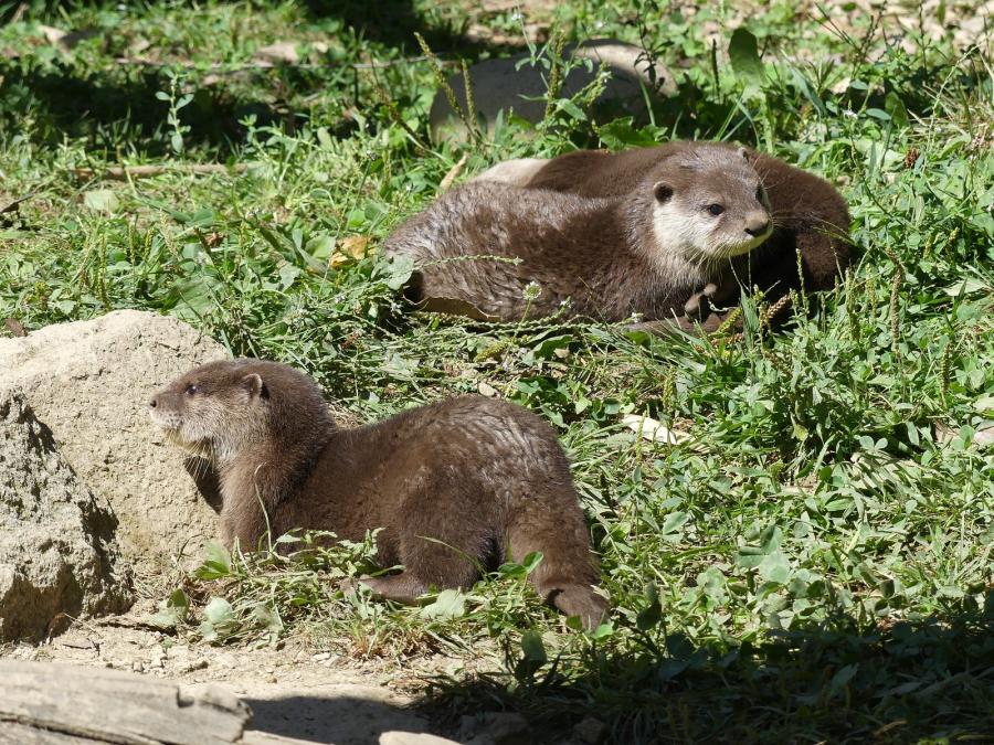 Loutre cendrée