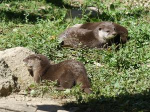 Loutre cendrée