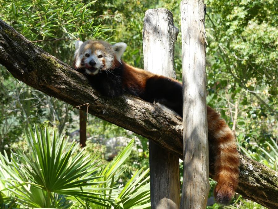 Panda roux