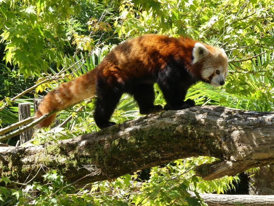 Panda roux