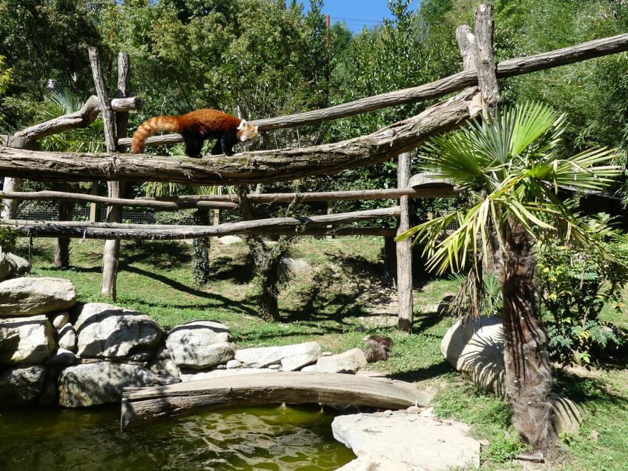 Loutre cendrée - Panda roux