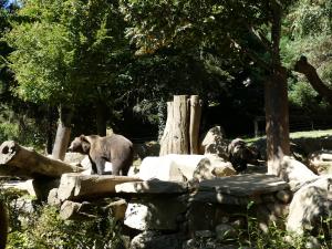 Ours brun