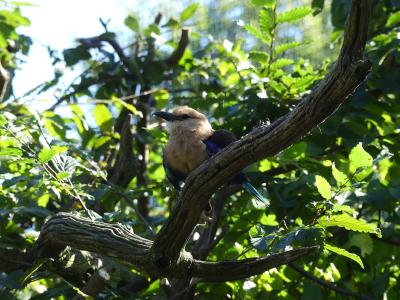 Rollier à ventre bleu - 2020
