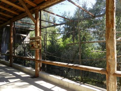 Grand corbeau - 2020