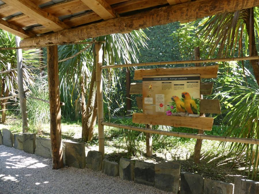 Conure soleil