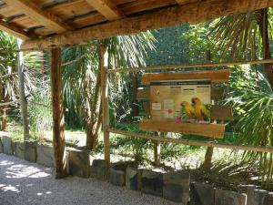Conure soleil