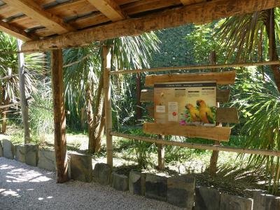 Conure soleil - 2020