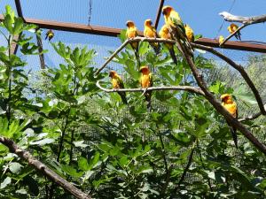 Conure soleil