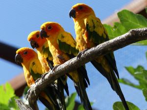 Conure soleil