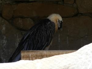 Gypaète barbu