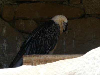 Gypaète barbu - 2020