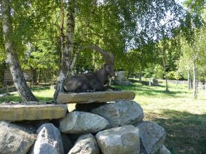 Bouquetin des Alpes