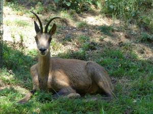 Isard