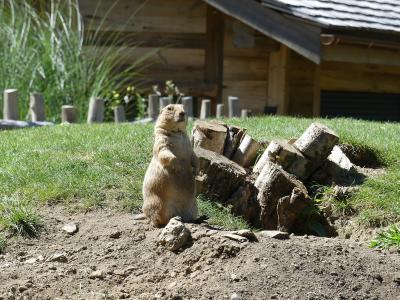 Chien de prairie - 2020