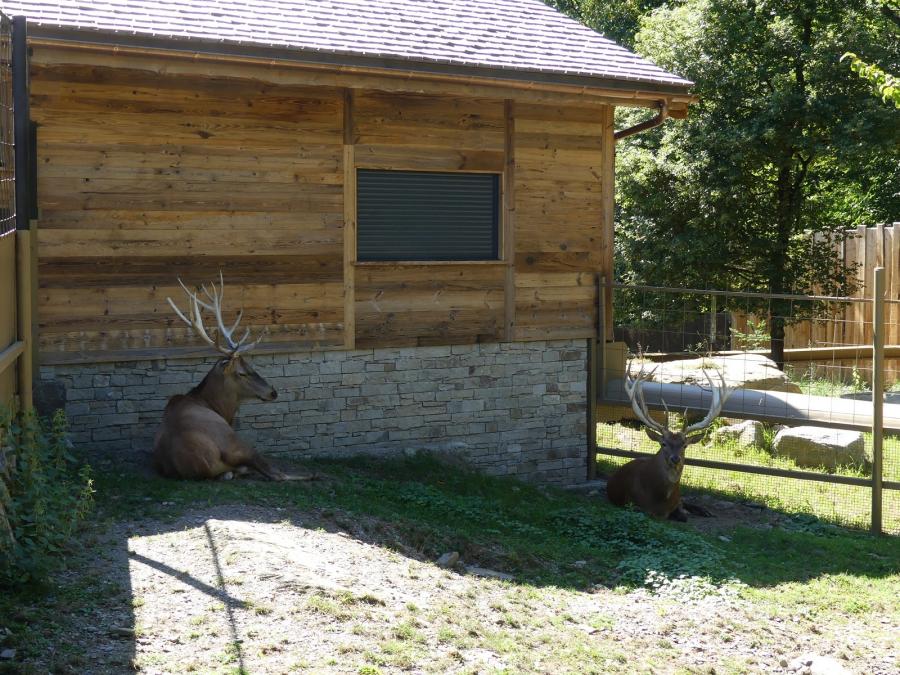 Cerf élaphe