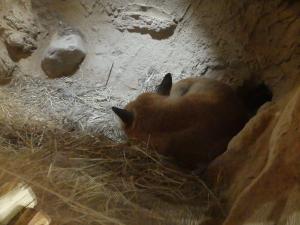 Renard