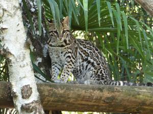 Ocelot